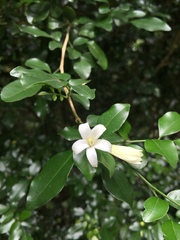 Murraya paniculata