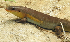 Eutropis multifasciata
