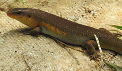 Eutropis multifasciata