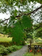 Quercus × rosacea