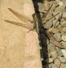 Orthetrum sabina