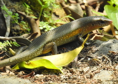 Eutropis multifasciata