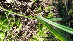 Gladiolus carinatus
