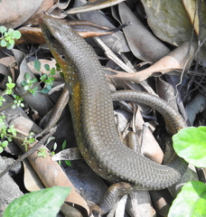 Eutropis multifasciata