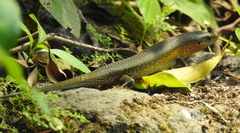 Eutropis multifasciata