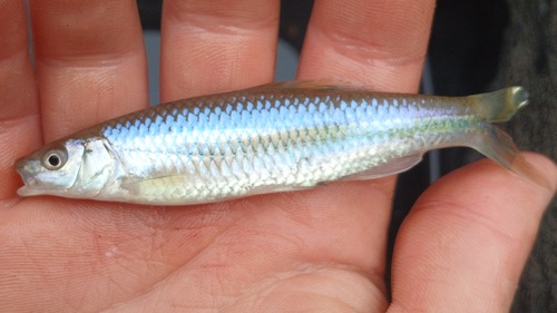 Witvin-glansvoorn (Cyprinella nivea) — Cyprinidae