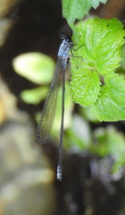Pseudagrion pruinosum