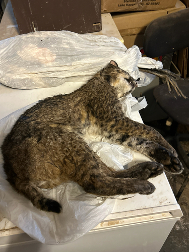 Bobcat photographed in North Carolina