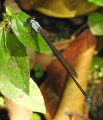 Pseudagrion pruinosum