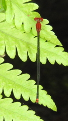 Pseudagrion pilidorsum declaratum
