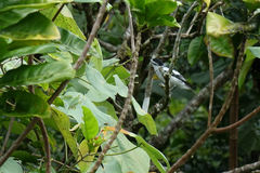 Lalage maculosa whitmeei