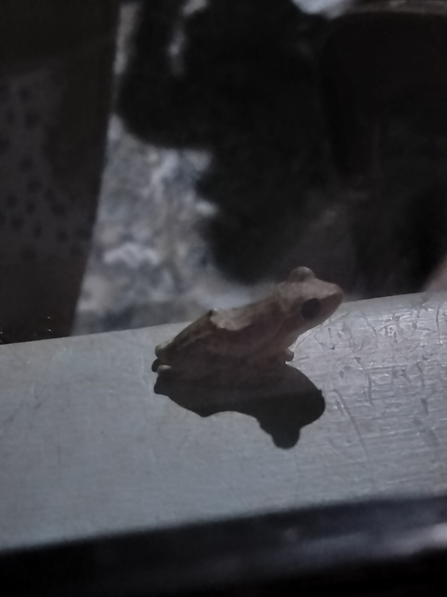 Big-Headed Whipping Frog