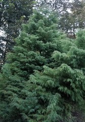 Juniperus