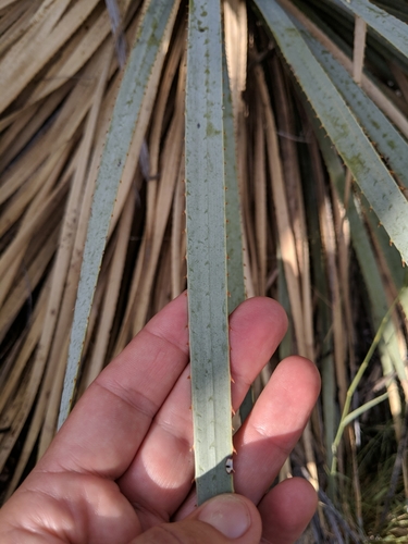 Dasylirion wheeleri