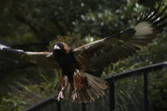 Hamirostra melanosternon