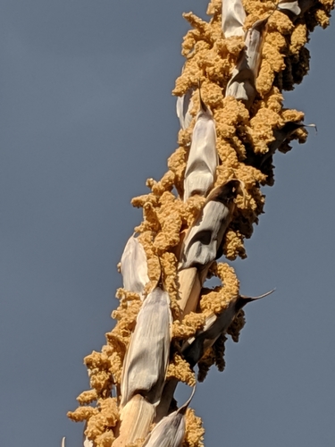Dasylirion wheeleri