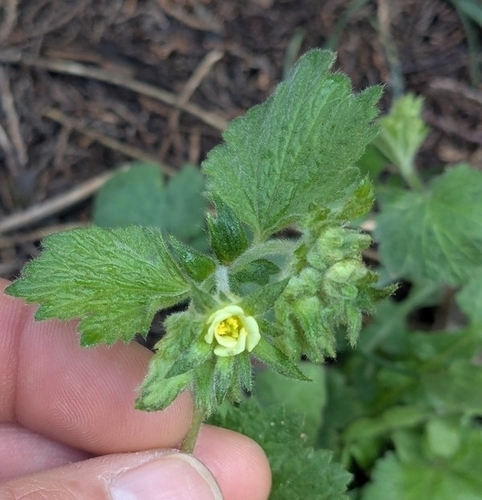 Geum heterocarpum, photograph 3