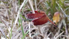 Neurothemis terminata