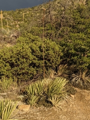 Agave schottii schottii