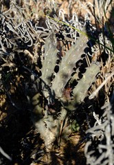 Quaqua parviflora dependens