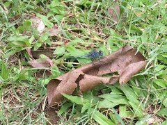 Diplacodes trivialis