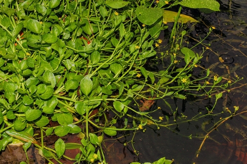 Bronranonkel (Ranunculus fontanus)