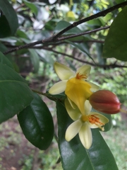 Ochna serrulata