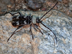 Megacyllene antennata