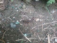 Asiomorpha coarctata