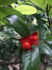 Ochna serrulata