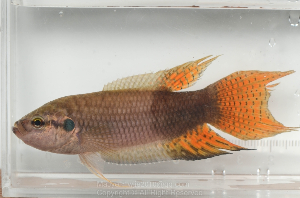 Hong Kong Paradise Fish in May 2025 by Abyssss · iNaturalist