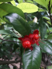 Ochna serrulata