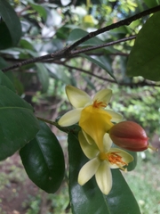 Ochna serrulata