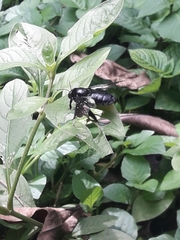 Xylocopa
