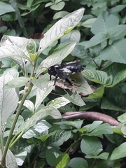 Xylocopa