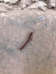 Asiomorpha coarctata