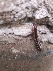 Asiomorpha coarctata