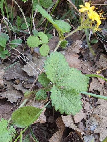 Image of Agrimonia agrimonoides by no rights reserved