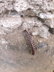 Asiomorpha coarctata