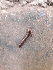 Asiomorpha coarctata