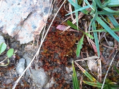 Imbribryum alpinum