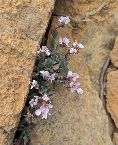 Arabis purpurea