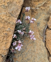 Arabis purpurea