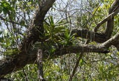 Cyrtorchis
