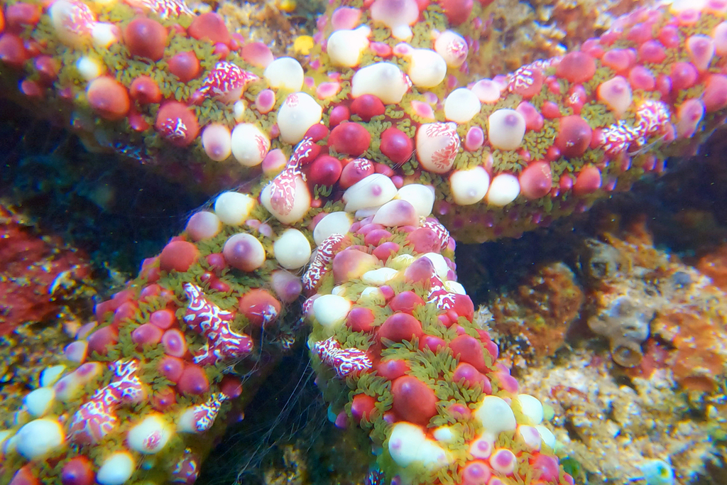 banded bubble star