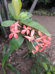 Ixora coccinea