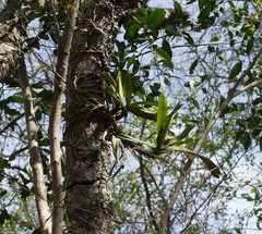 Cyrtorchis arcuata arcuata