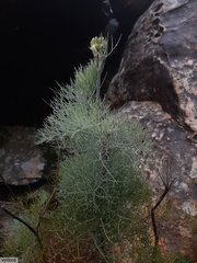 Notobubon capense