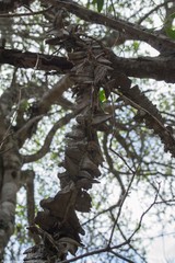Strophanthus gerrardii