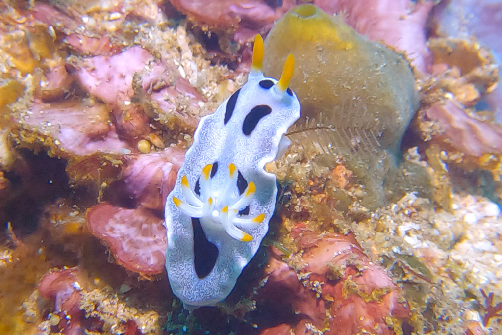Alcala's Chromodoris